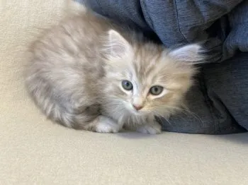 M.H 様のお迎えした子猫