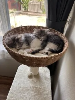 mumu 様のお迎えした子猫