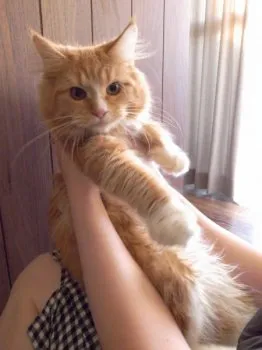 k3k 様のお迎えした子猫