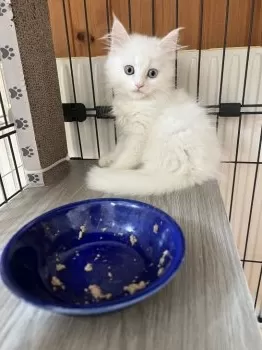 whitemalinois 様のお迎えした子猫