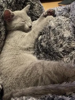 ししゃも 様のお迎えした子猫