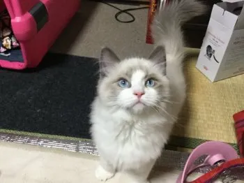 ドリー 様のお迎えした子猫