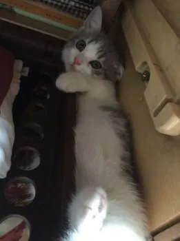 ミー 様のお迎えした子猫