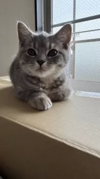 くまごろ〜 様のお迎えした子猫