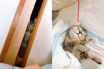 S.S 様のお迎えした子猫