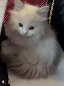 MK 様のお迎えした子猫