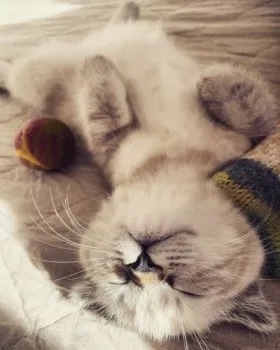 A.H 様のお迎えした子猫