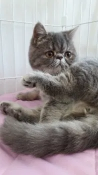 ぽんたぬき 様のお迎えした子猫