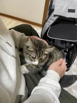 M.S 様のお迎えした子猫