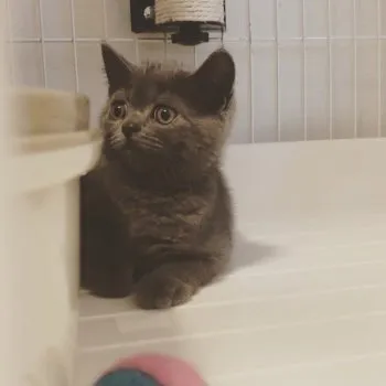 junjun 様のお迎えした子猫