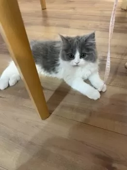 haji 様のお迎えした子猫