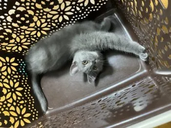 Ｋ.K 様のお迎えした子猫