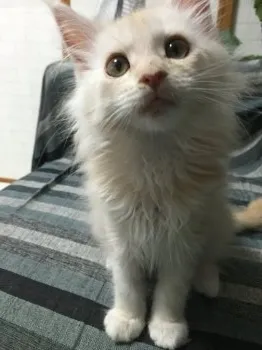 松之助 様のお迎えした子猫