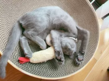 R.I 様のお迎えした子猫