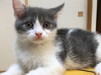 エアリーモネ 様のお迎えした子猫