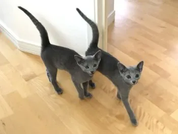 S 様のお迎えした子猫