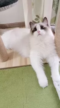 S.S 様のお迎えした子猫