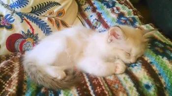 ちいたら 様のお迎えした子猫