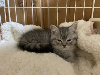 Y.M 様のお迎えした子猫