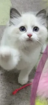 N 様のお迎えした子猫