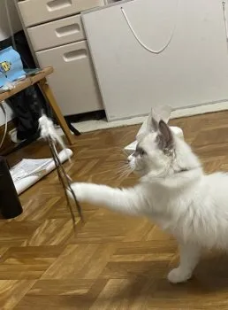 おいかわ 様のお迎えした子猫