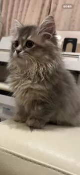 みんみん 様のお迎えした子猫