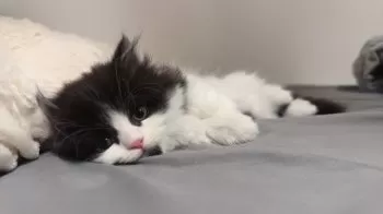 A.S 様のお迎えした子猫