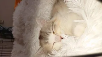 みさ 様のお迎えした子猫