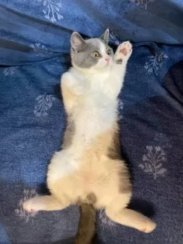あっこ 様のお迎えした子猫
