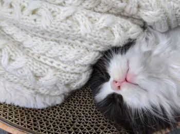 ミンク 様のお迎えした子猫