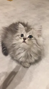 ハービー 様のお迎えした子猫