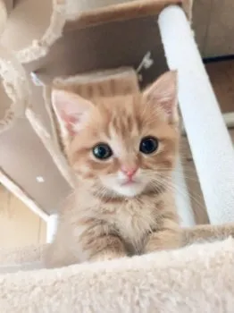 いろちゃんママ 様のお迎えした子猫