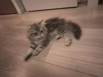 あるぱか 様のお迎えした子猫