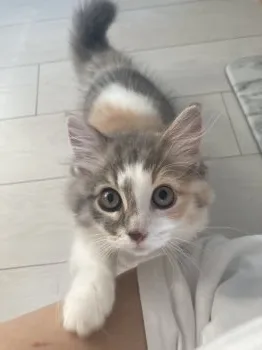 M.N 様のお迎えした子猫