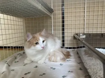 Y.T 様のお迎えした子猫