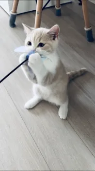 ささやん 様のお迎えした子猫