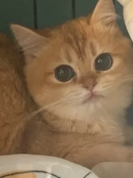 Y.O 様のお迎えした子猫