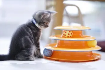 みーちゃん 様のお迎えした子猫