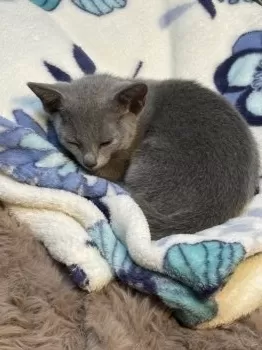 N.A 様のお迎えした子猫