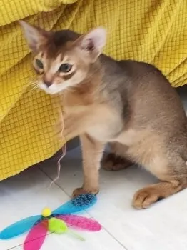 朧月夜 様のお迎えした子猫