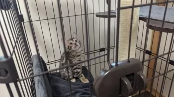 ヒトミ 様のお迎えした子猫