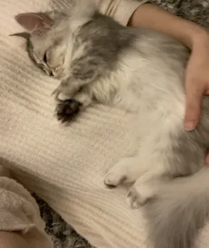 N 様のお迎えした子猫