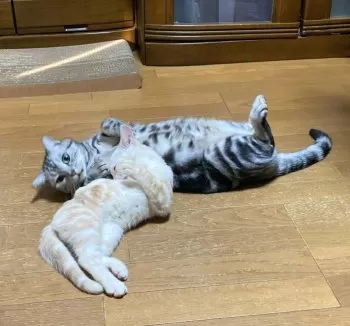 HTK 様のお迎えした子猫