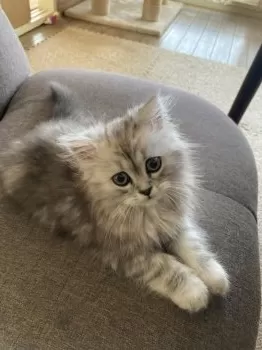 レオ44 様のお迎えした子猫