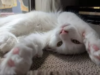 のの 様のお迎えした子猫