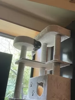 褪人 様のお迎えした子猫