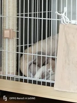 とも 様のお迎えした子猫