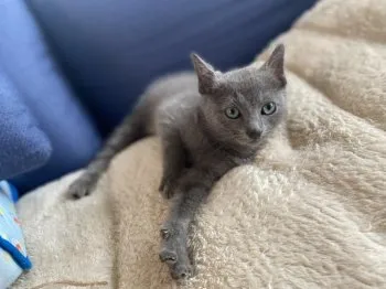 まるまるさん 様のお迎えした子猫