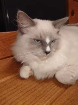 Rey 様のお迎えした子猫