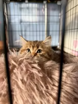 R.M 様のお迎えした子猫